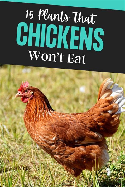 plants chickens wont eat|What Plants Will Chickens Not Eat .